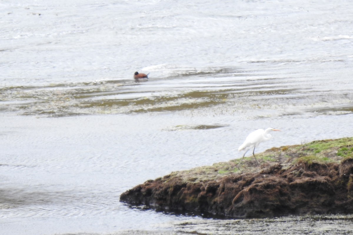 大白鷺 - ML645980782