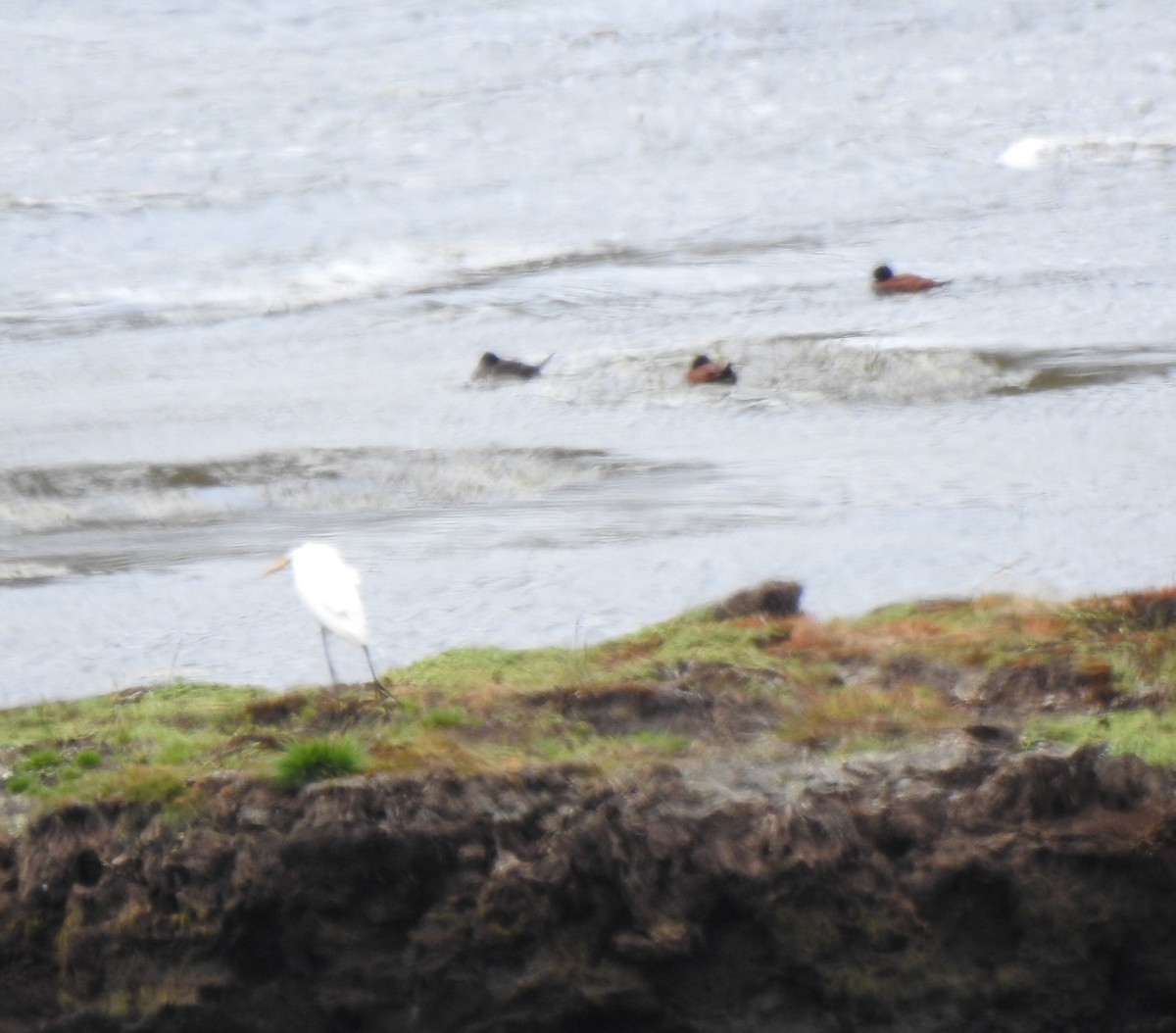 大白鷺 - ML645980783