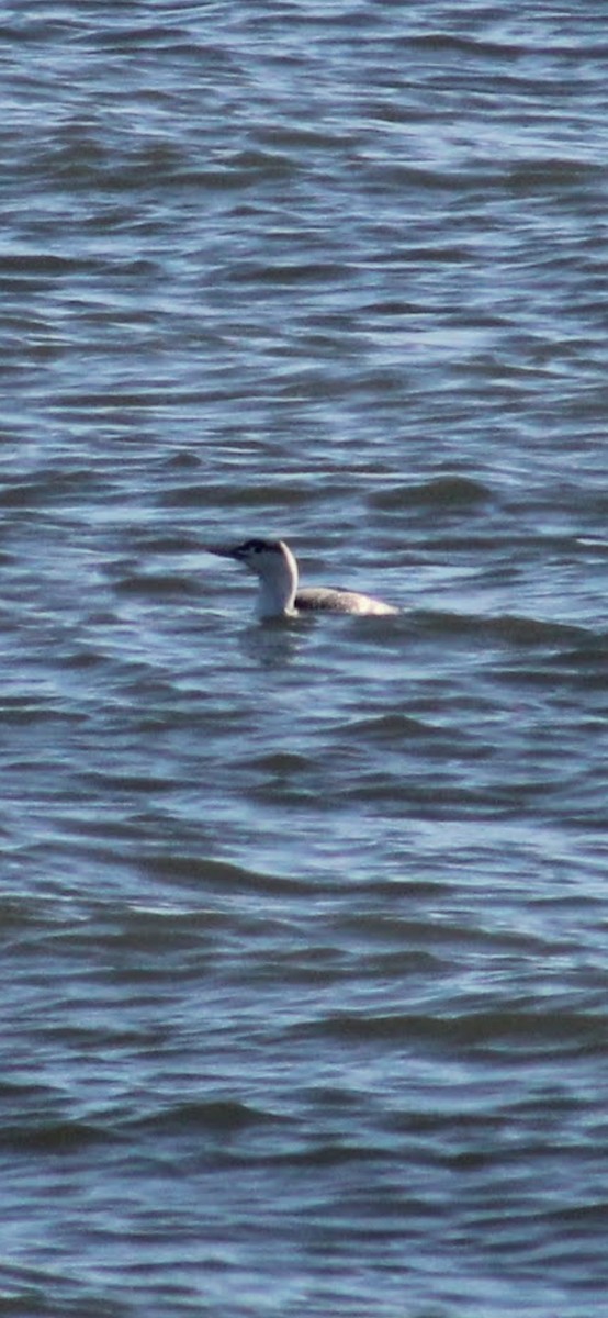 紅喉潛鳥 - ML645980784