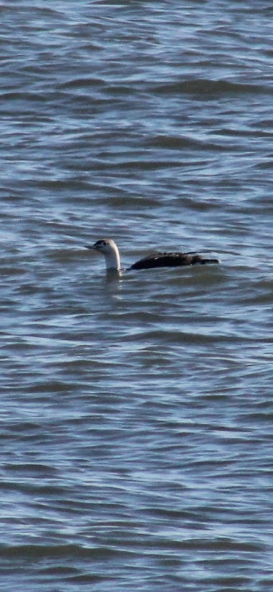 紅喉潛鳥 - ML645980785