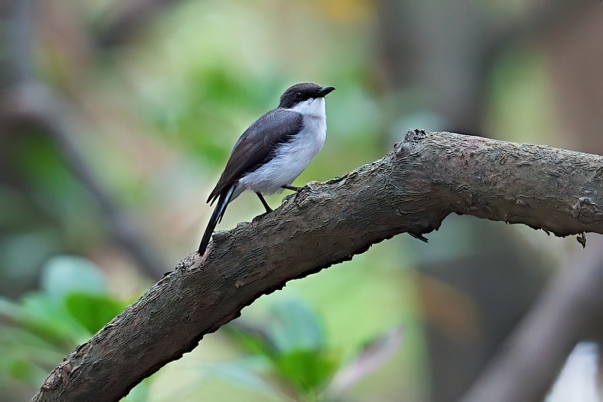 Mangrove Robin - ML645980786