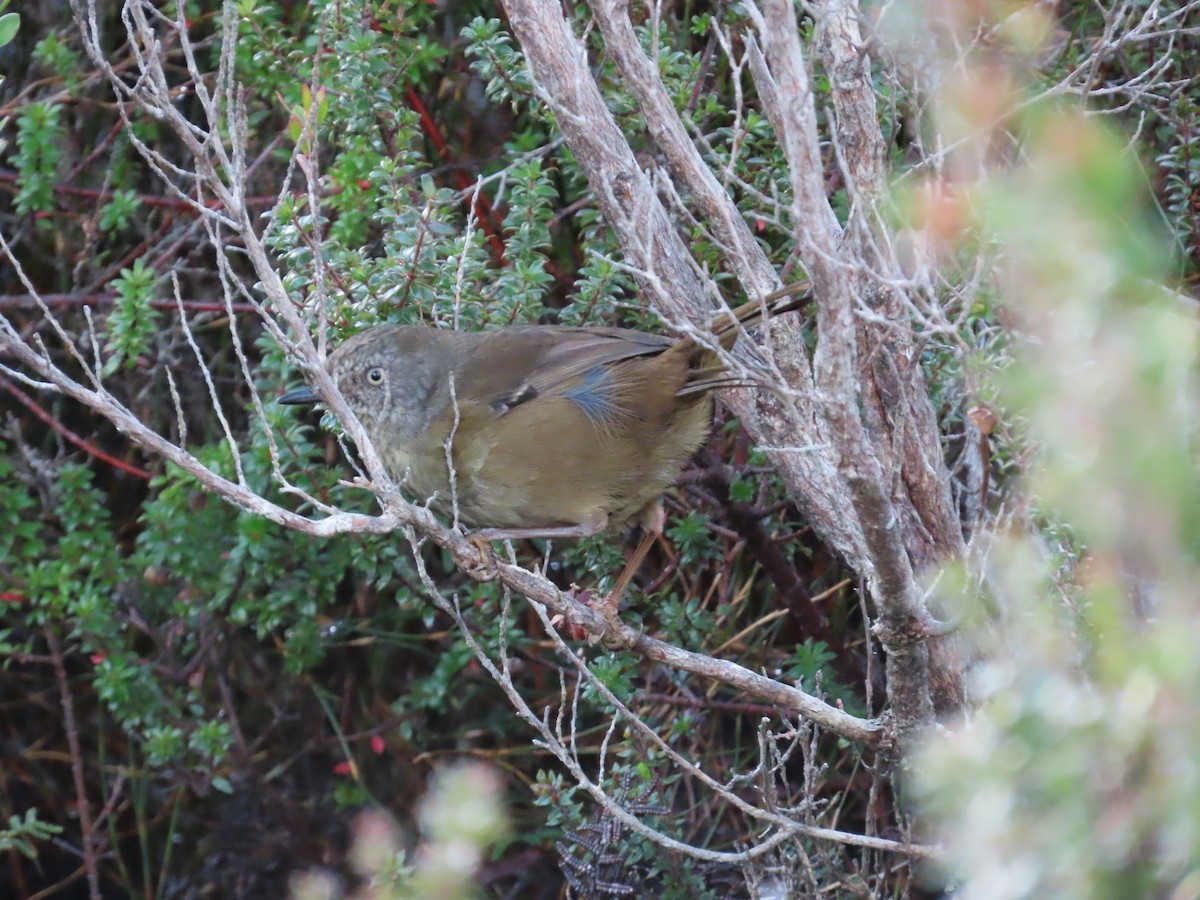 Tasmanian Scrubwren - ML645980787