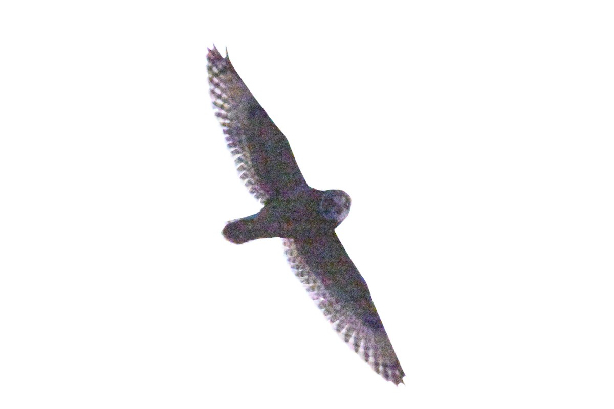Short-eared Owl - ML645980788