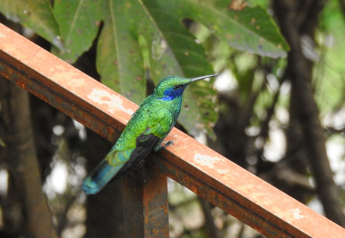 Sparkling Violetear - ML645980789