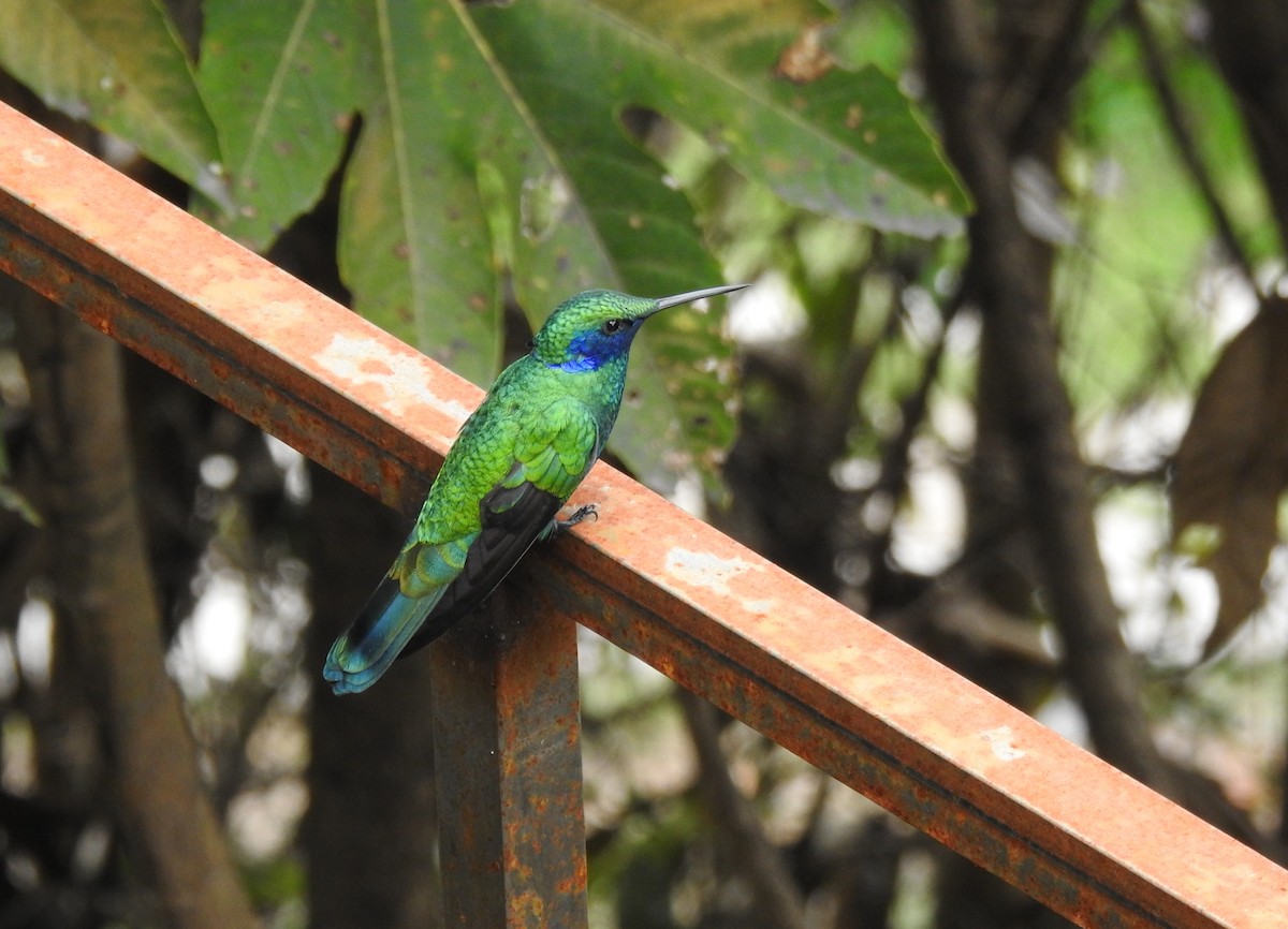 Sparkling Violetear - ML645980790