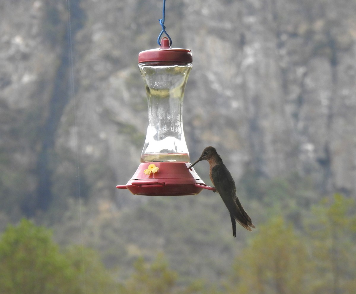 Колібрі велетенський - ML645980794