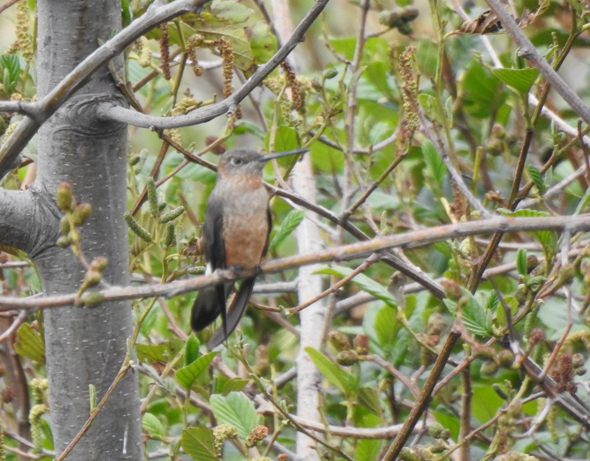 Колібрі велетенський - ML645980795