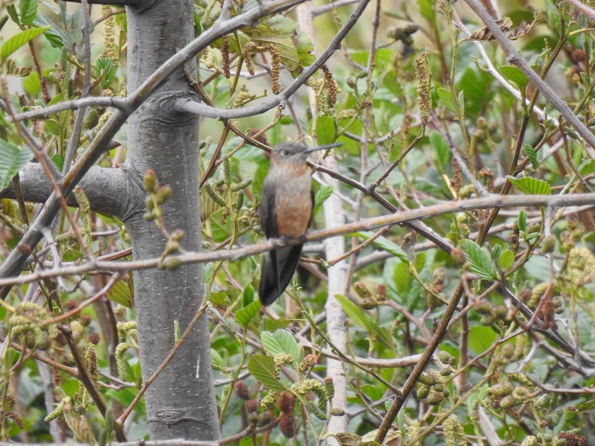 Колібрі велетенський - ML645980796