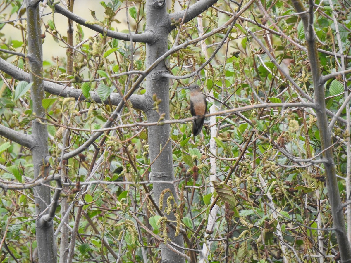 Колібрі велетенський - ML645980797