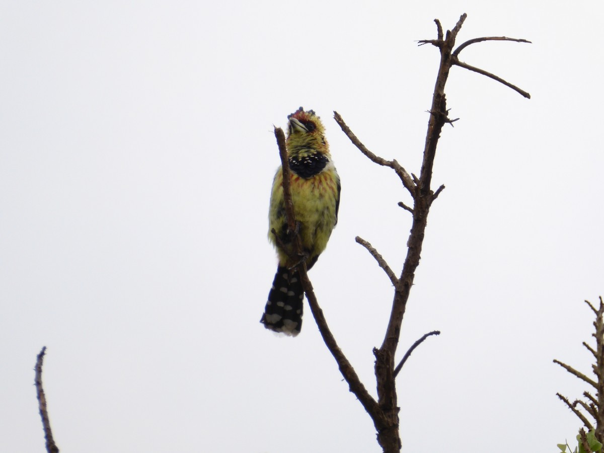 Барбудо чубатий - ML645980798