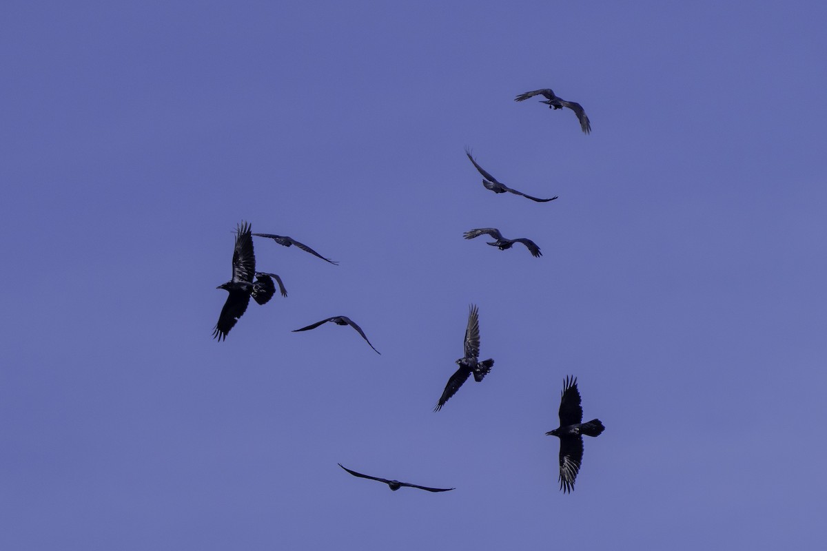 Крук звичайний - ML645980799