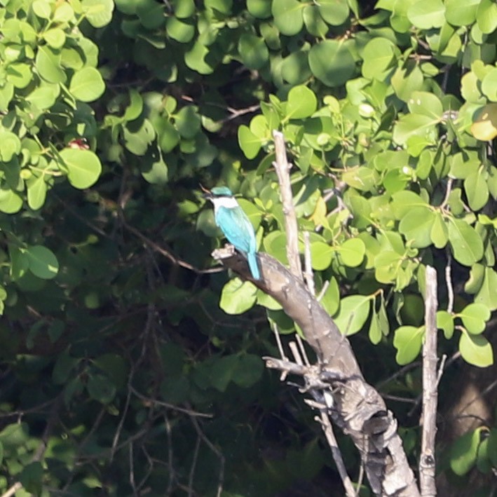 Альціон білошиїй - ML645980800