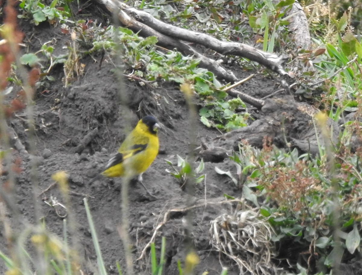 Чиж чорноголовий - ML645980801