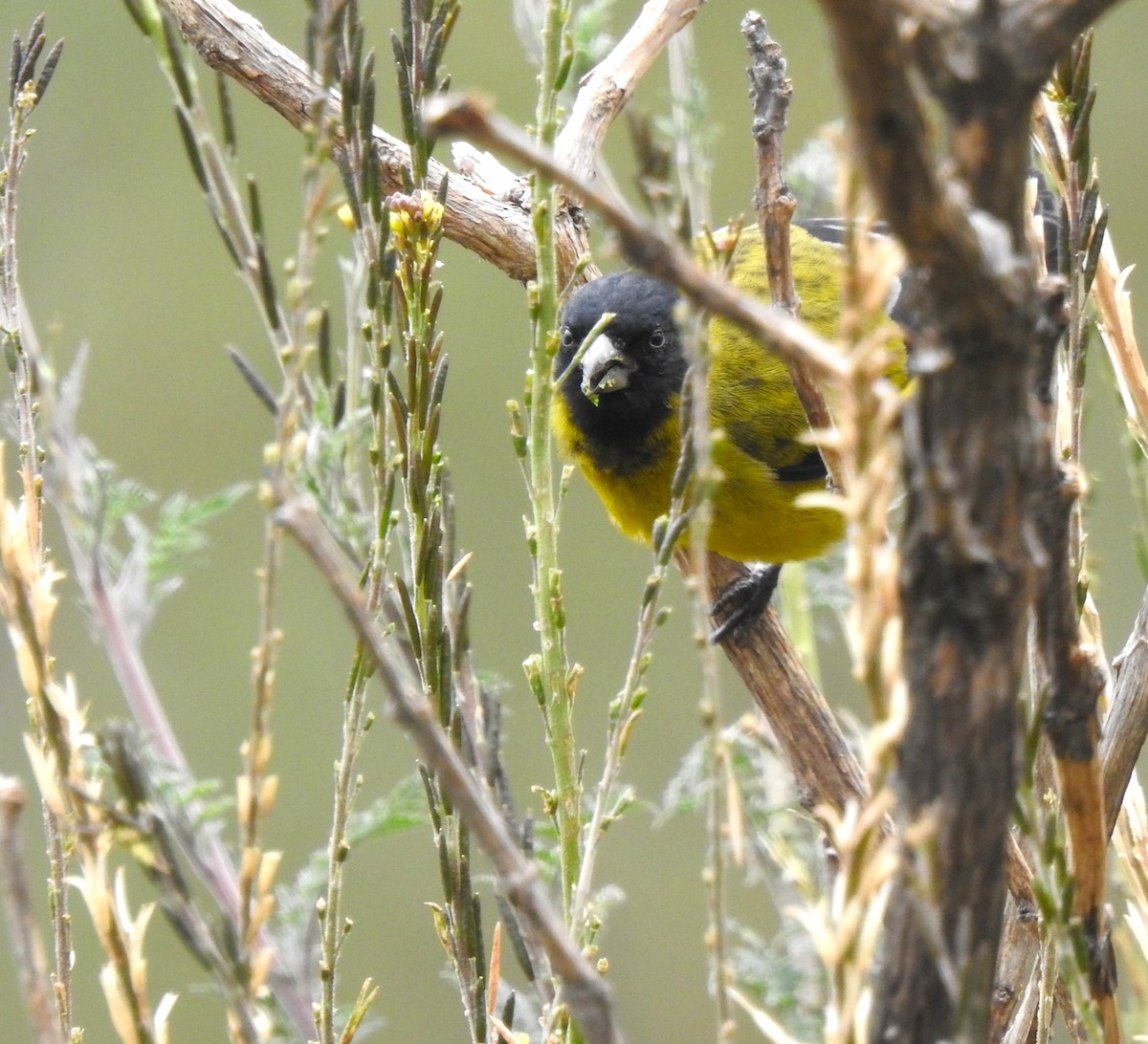 Чиж чорноголовий - ML645980802