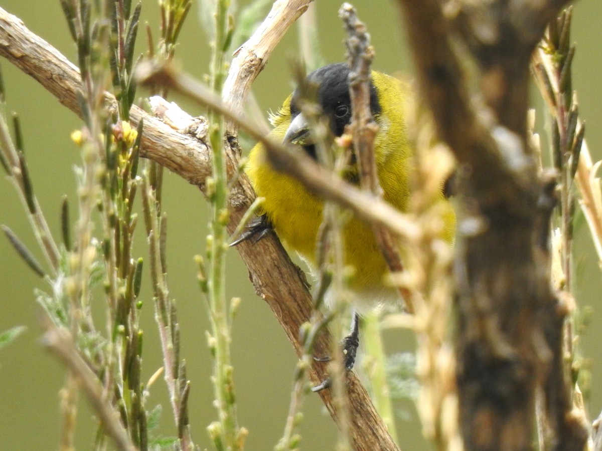 Чиж чорноголовий - ML645980803