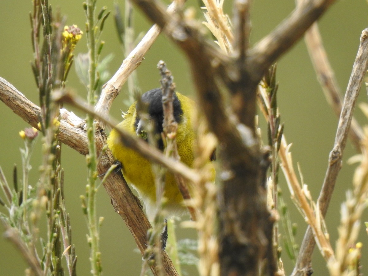 Чиж чорноголовий - ML645980804