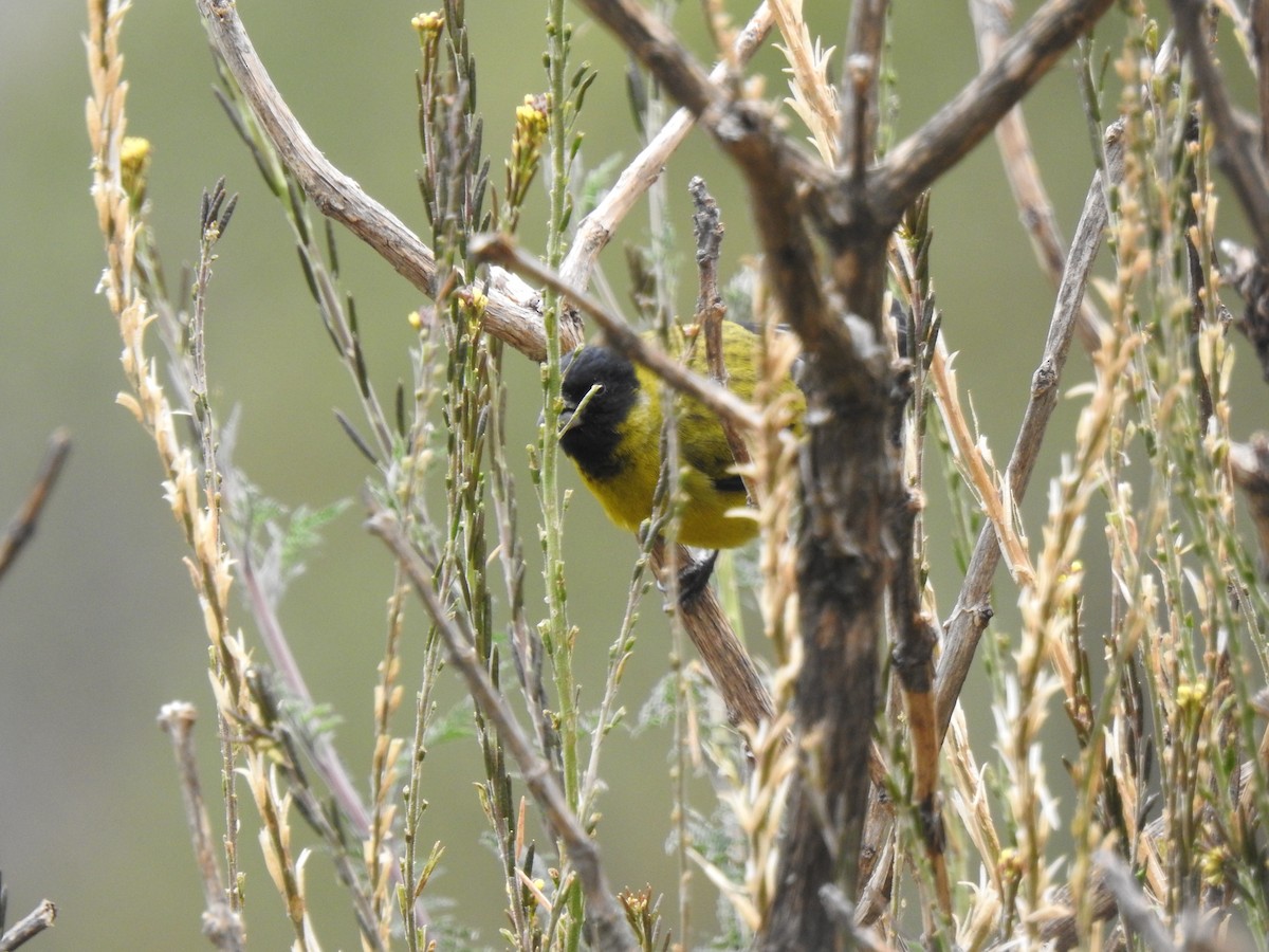 Чиж чорноголовий - ML645980805