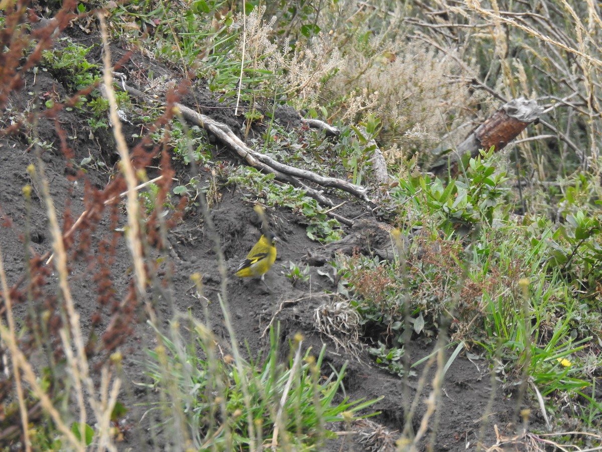 Чиж чорноголовий - ML645980806