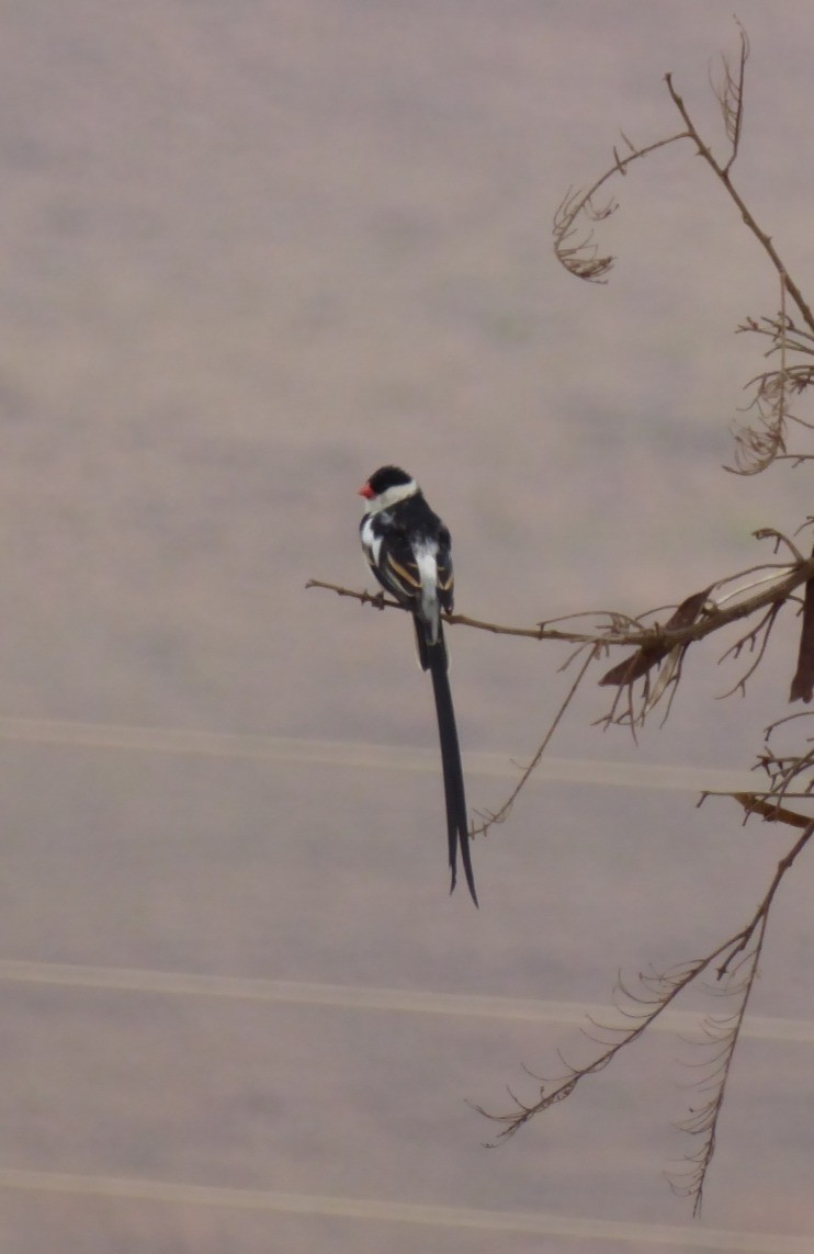 Вдовичка білочерева - ML645980807