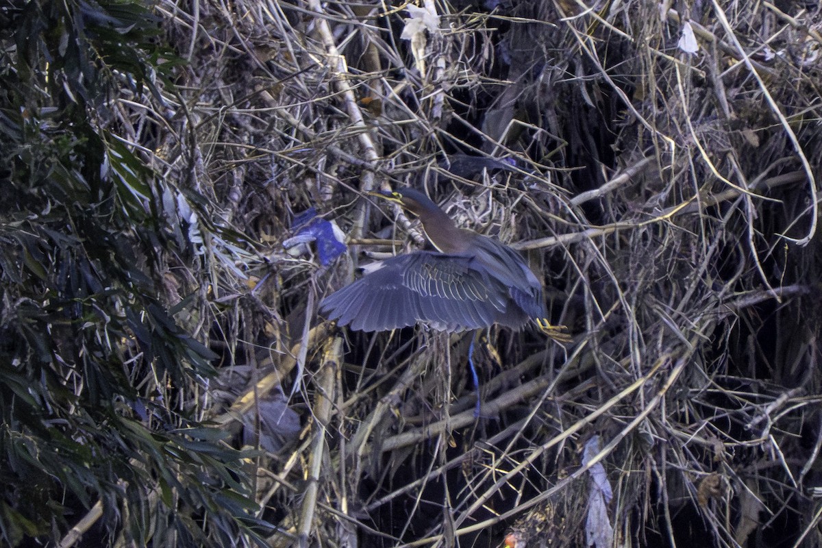 Чапля зелена - ML645980808