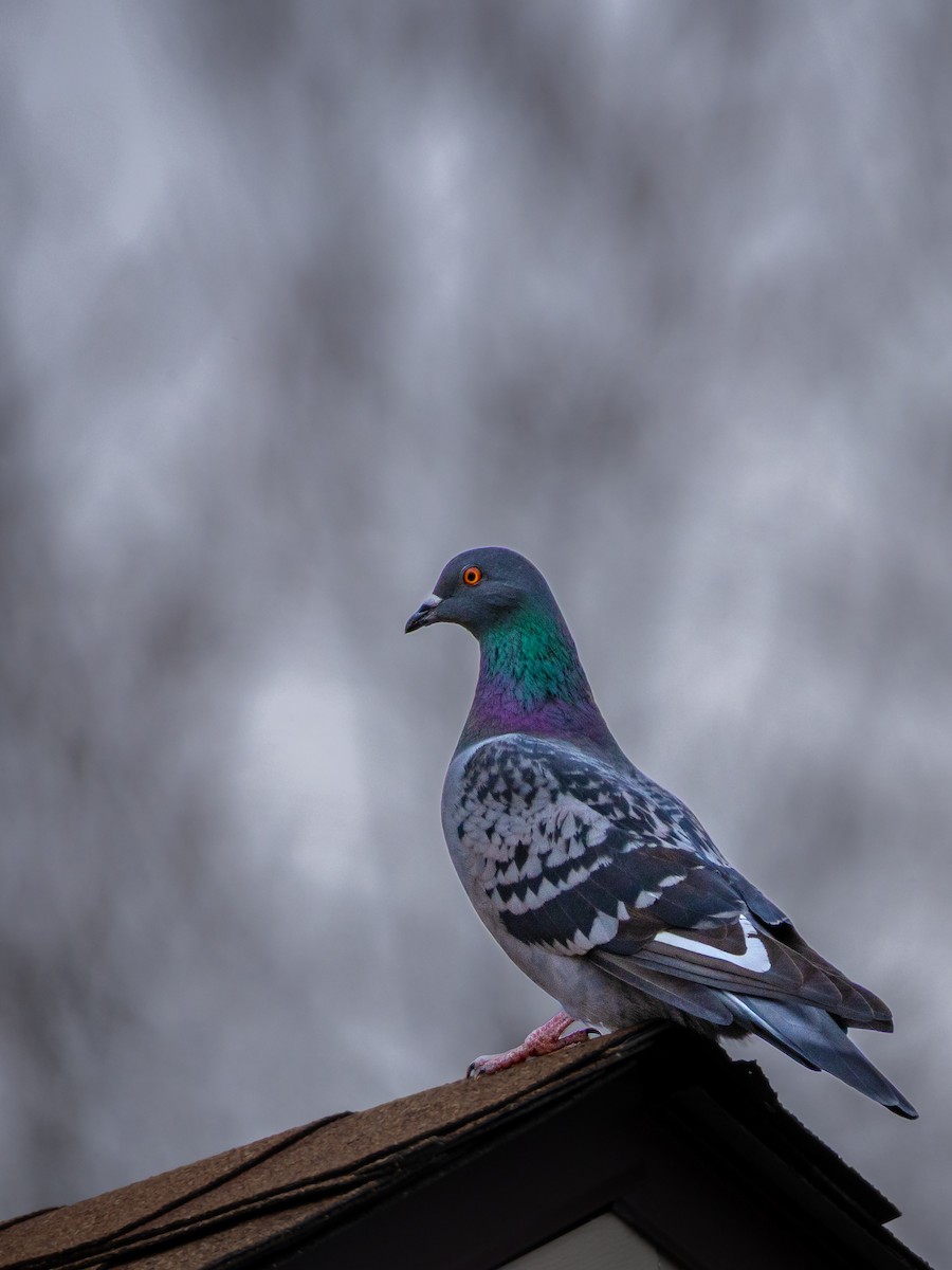 Голуб сизий (міський) - ML645980809