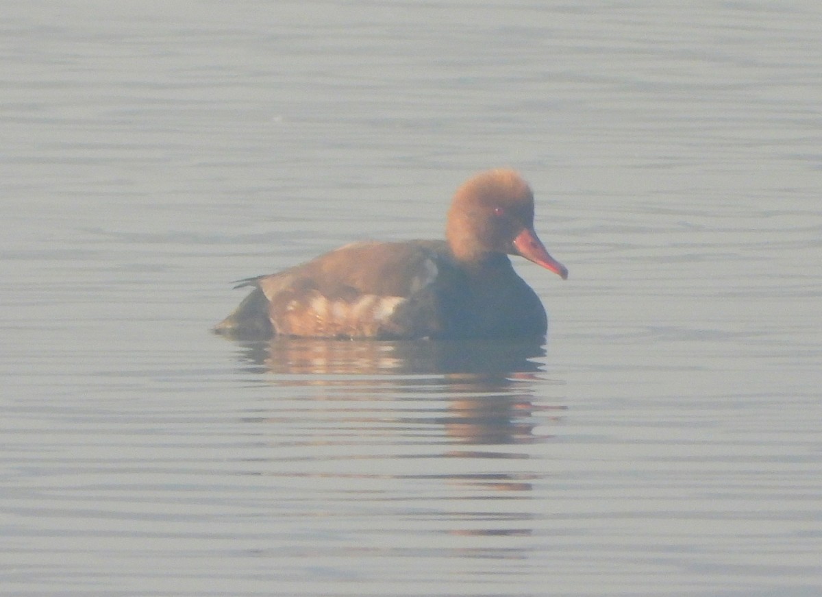 Чернь червонодзьоба - ML645980810