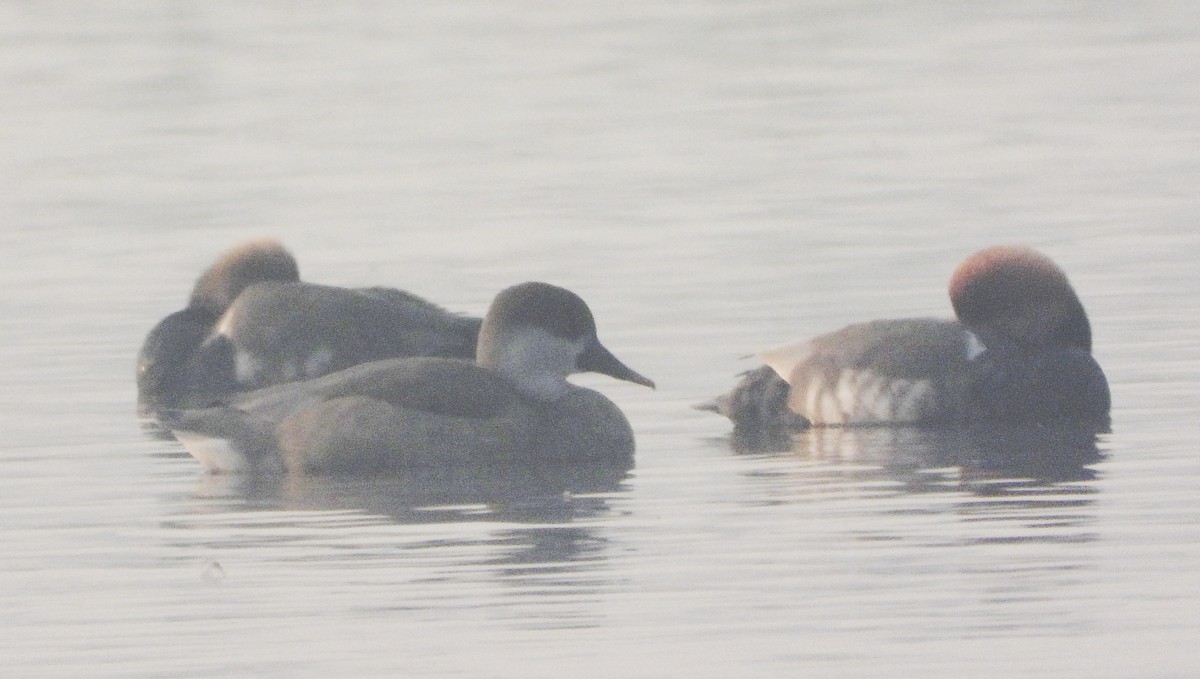 Чернь червонодзьоба - ML645980811