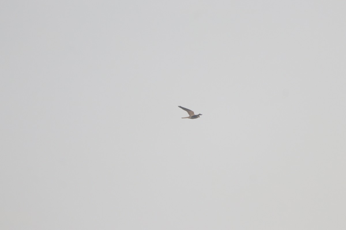 Боривітер звичайний - ML645980816