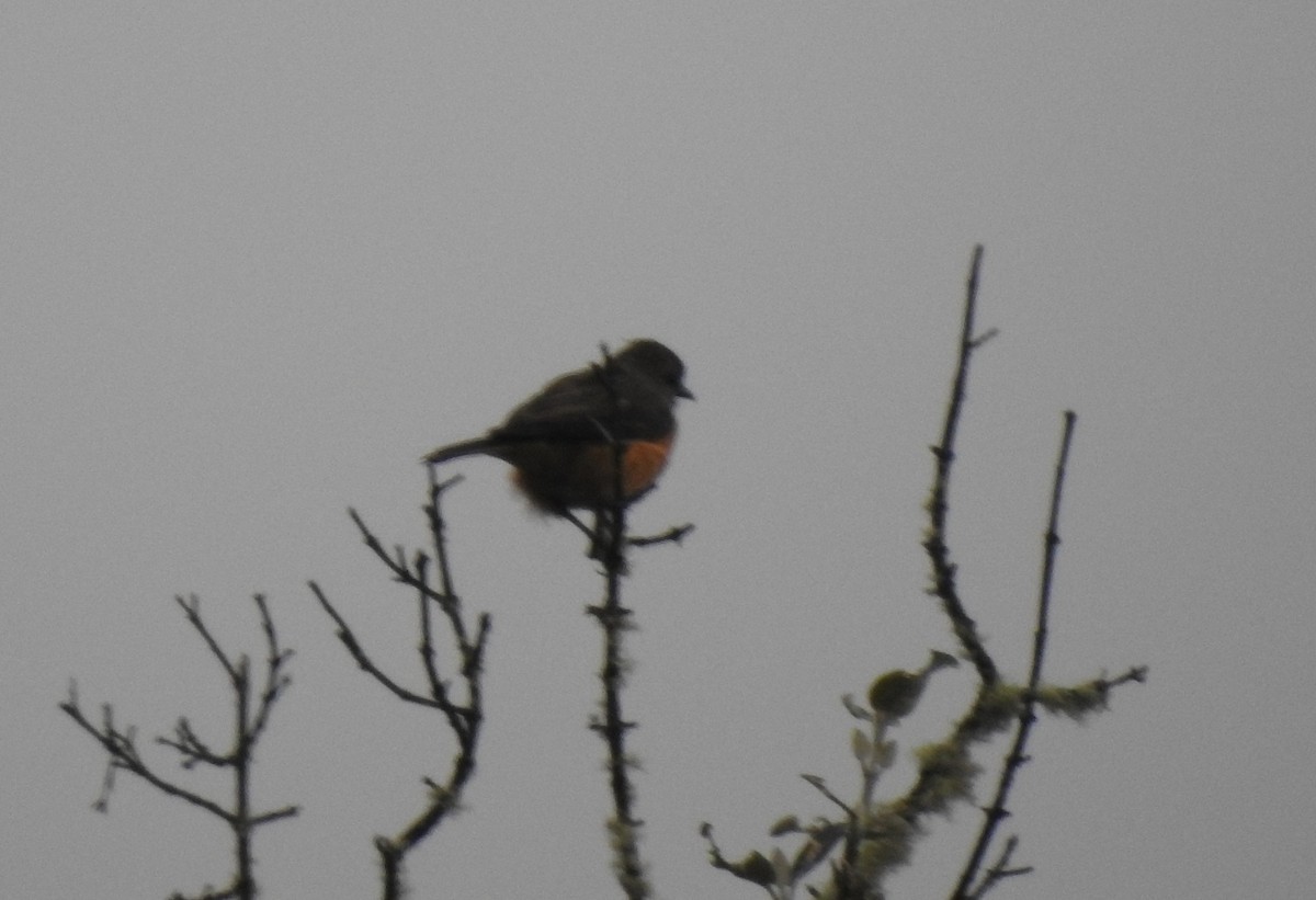 Кіптявник сивоголовий - ML645980817