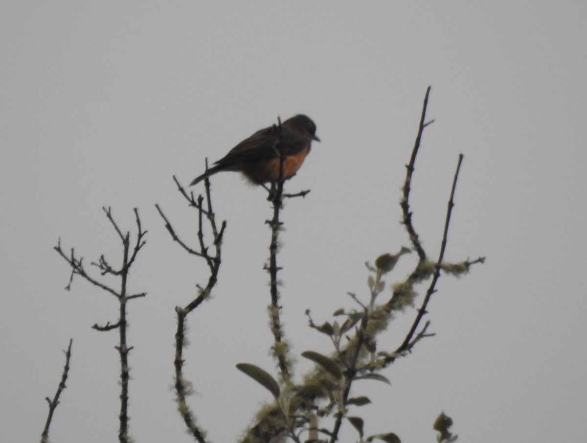 Кіптявник сивоголовий - ML645980818