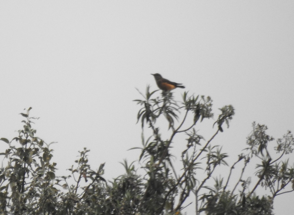 Кіптявник сивоголовий - ML645980819