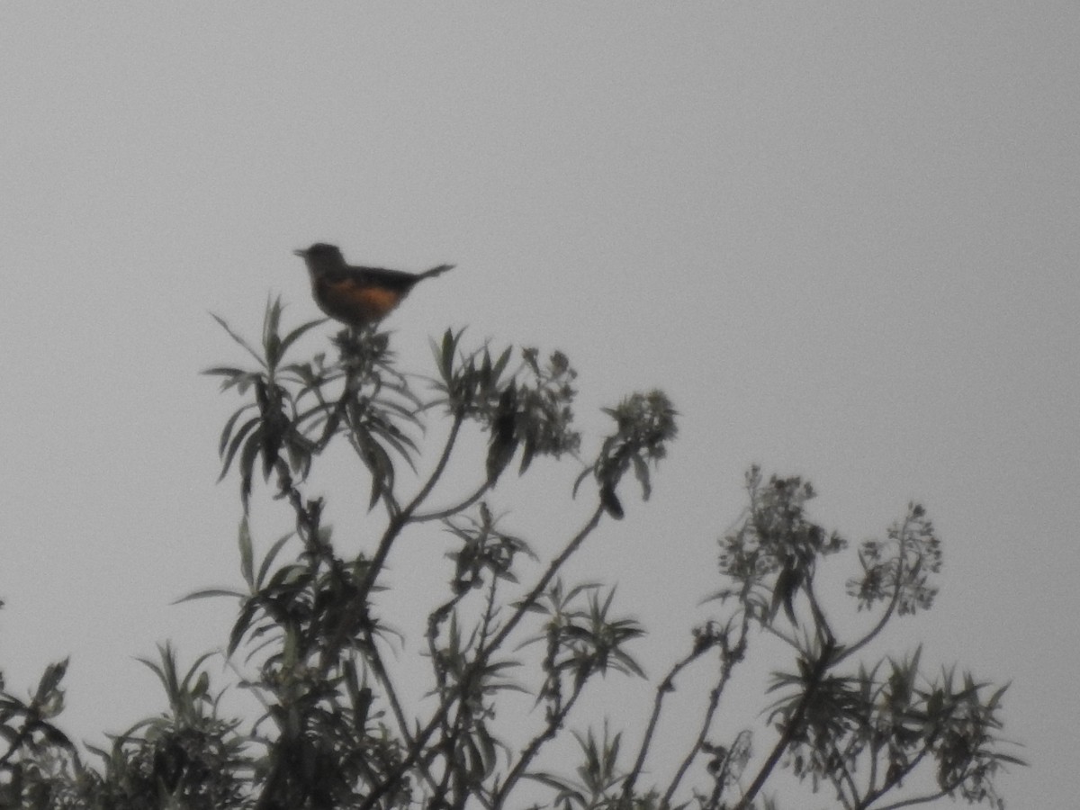 Кіптявник сивоголовий - ML645980820