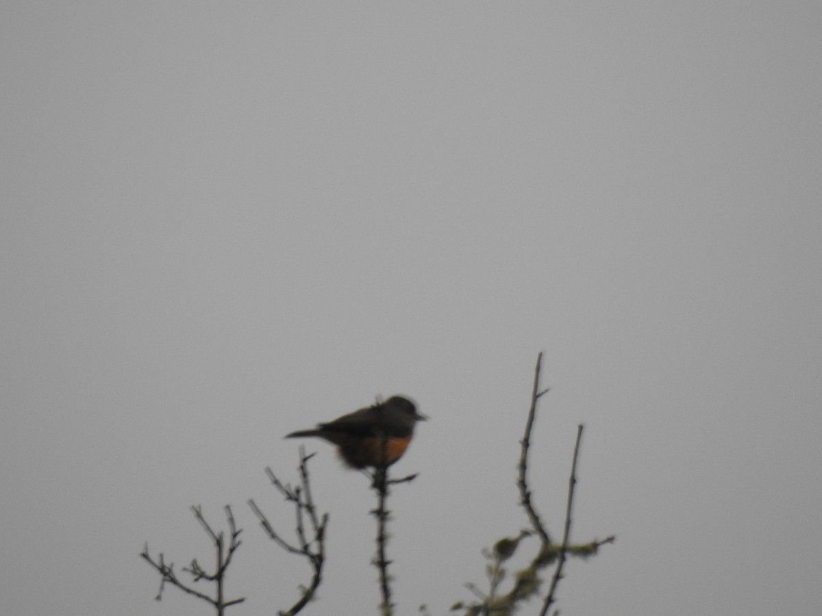 Кіптявник сивоголовий - ML645980821