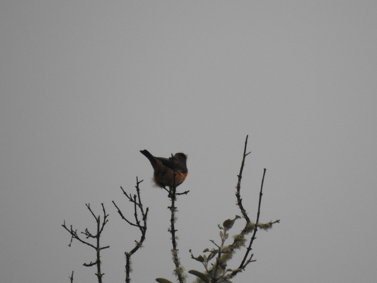 Кіптявник сивоголовий - ML645980822