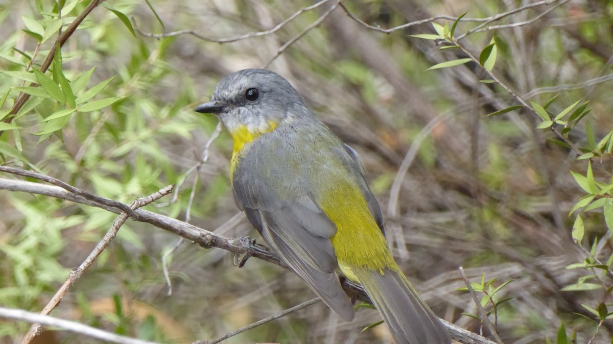 Королець жовтий - ML645980823