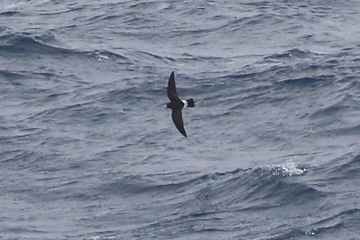 Океанник Вільсона - ML645980824