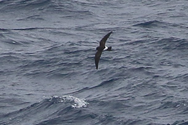 Океанник Вільсона - ML645980825