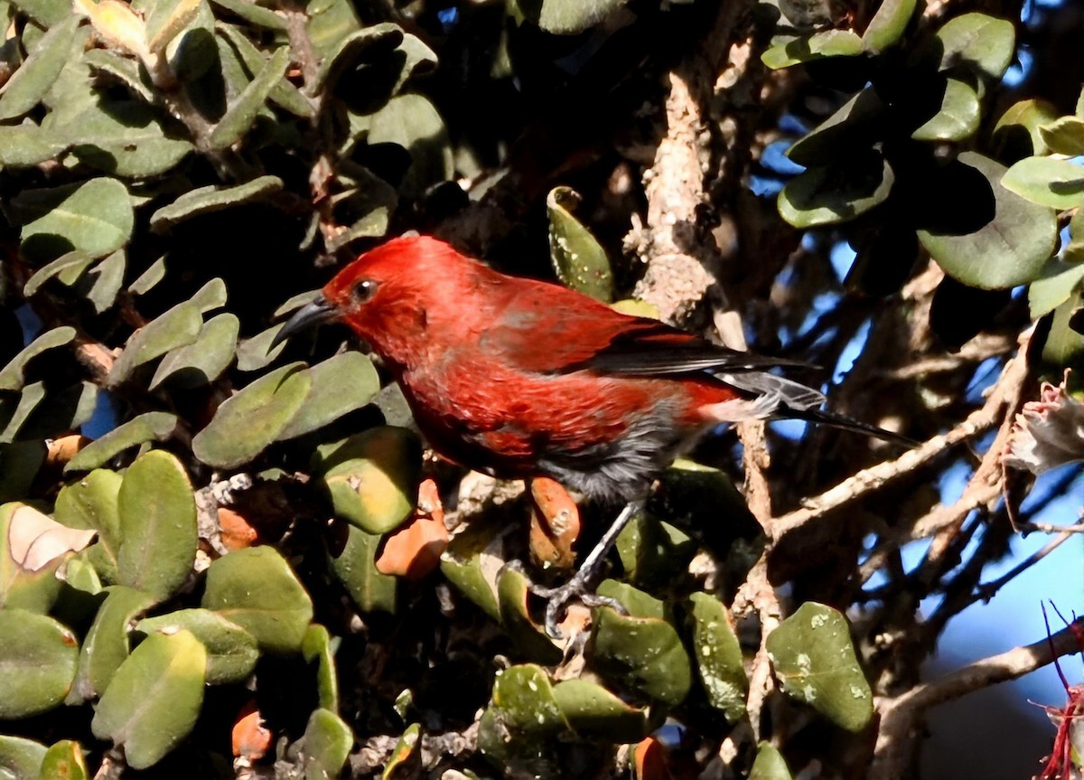 šatovník karmínový - ML645980826