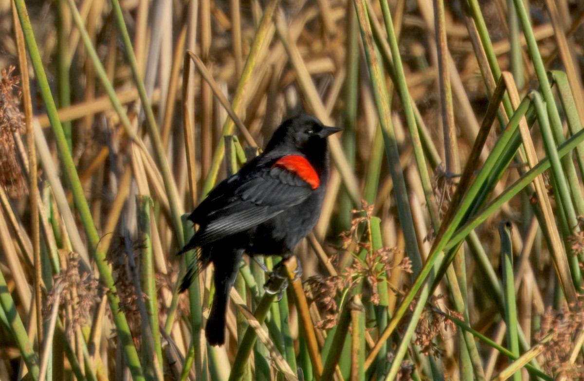 Red-winged Blackbird (California Bicolored) - ML645980834