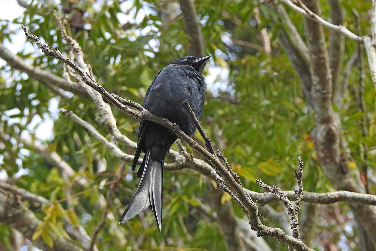 Black Drongo - ML645980836