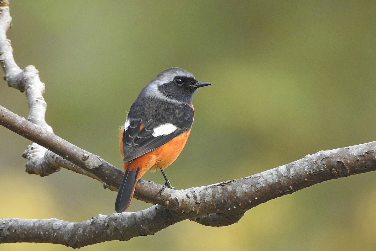חכלילית סיבירית - ML645980838
