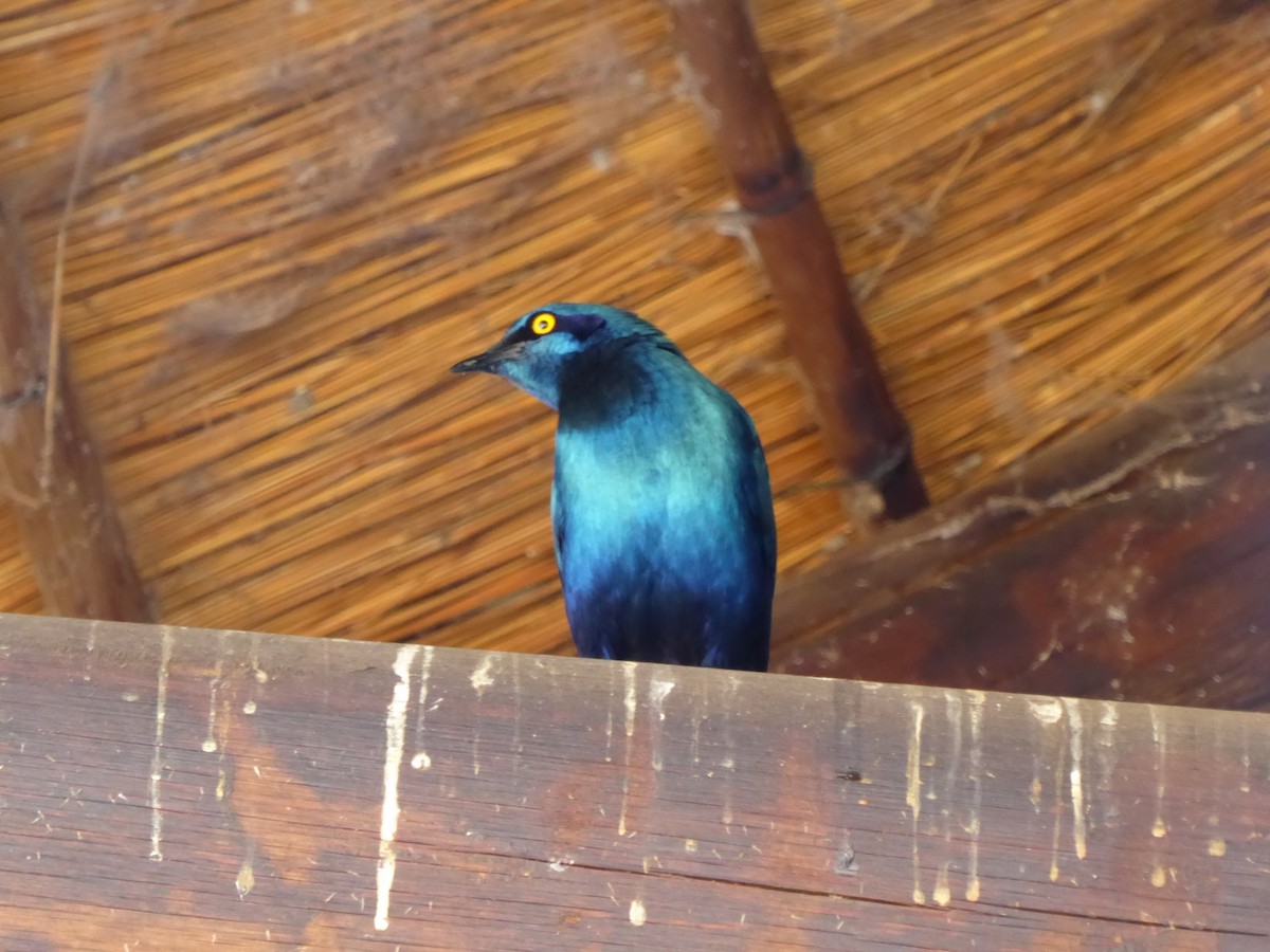 leskoptev kovová - ML645980839