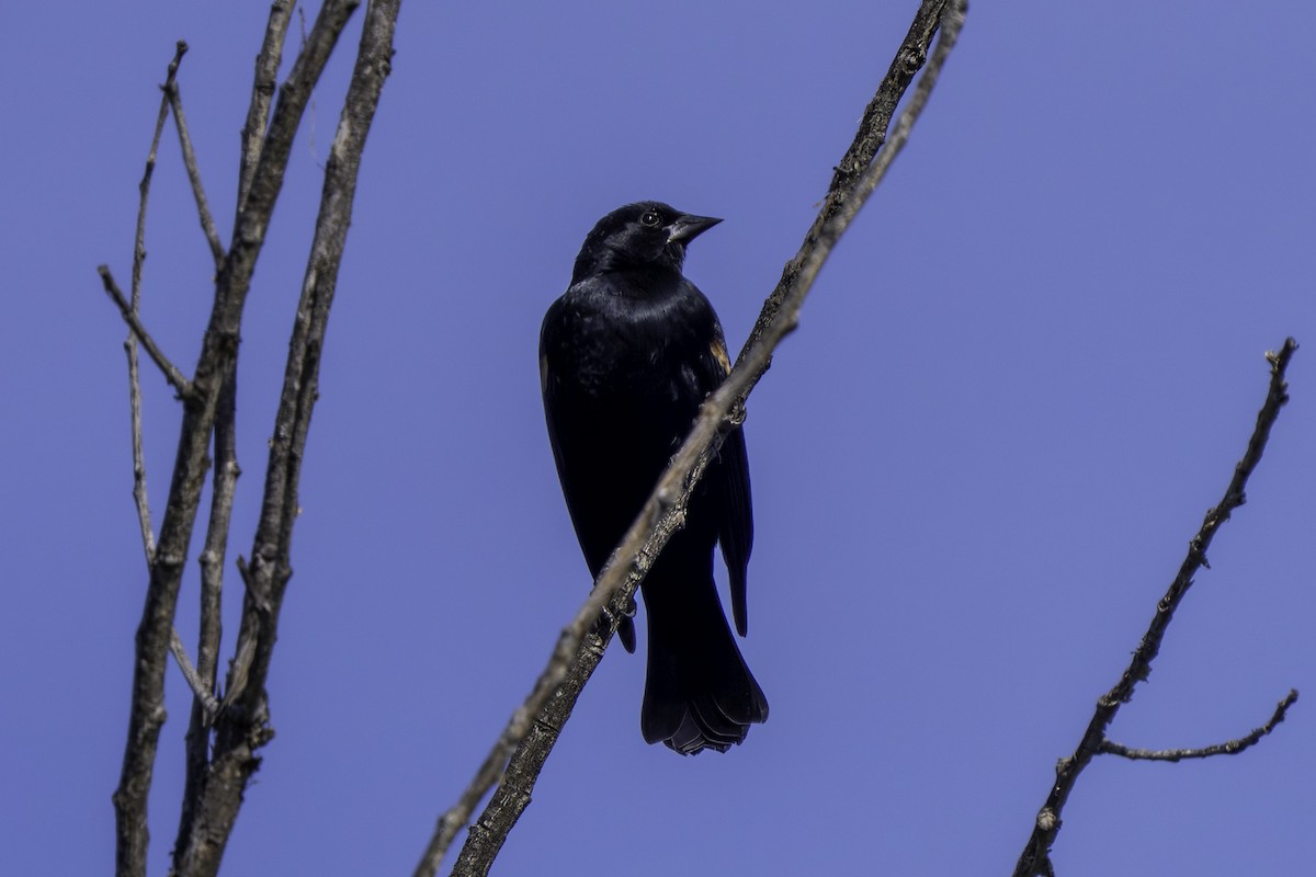 Red-winged Blackbird - ML645980841