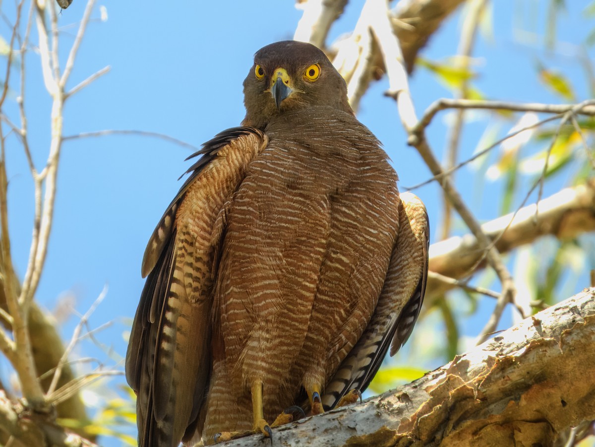 Brown Goshawk - ML645980887