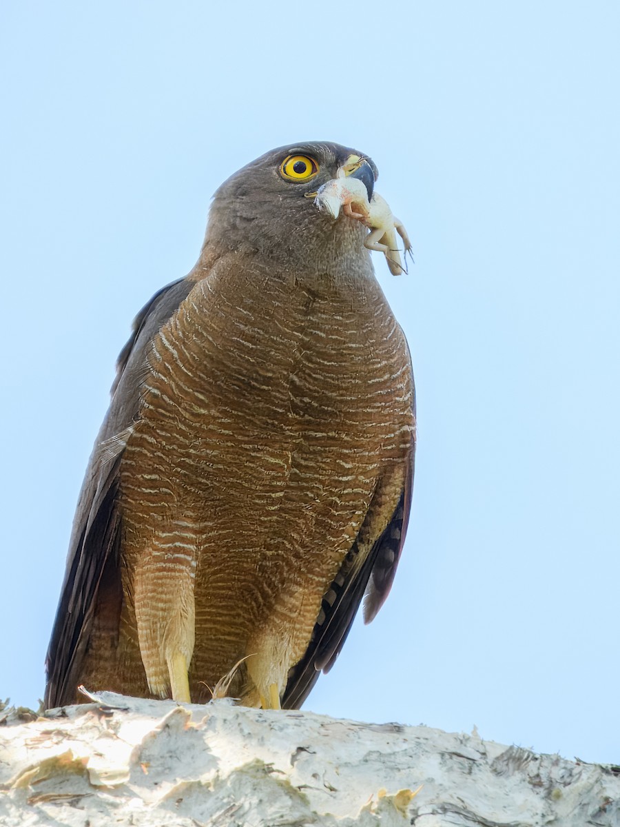 Brown Goshawk - ML645980888