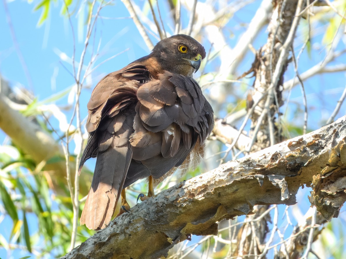 Brown Goshawk - ML645980889