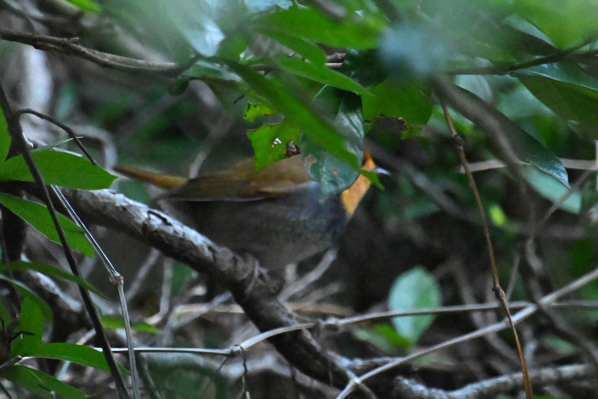 Txindor japoniarra - ML645980891