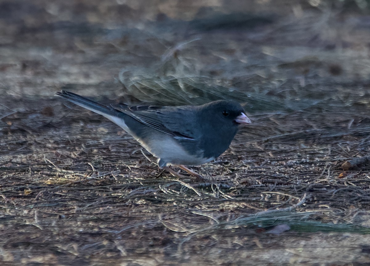 Dark-eyed Junco (Slate-colored) - ML645980905