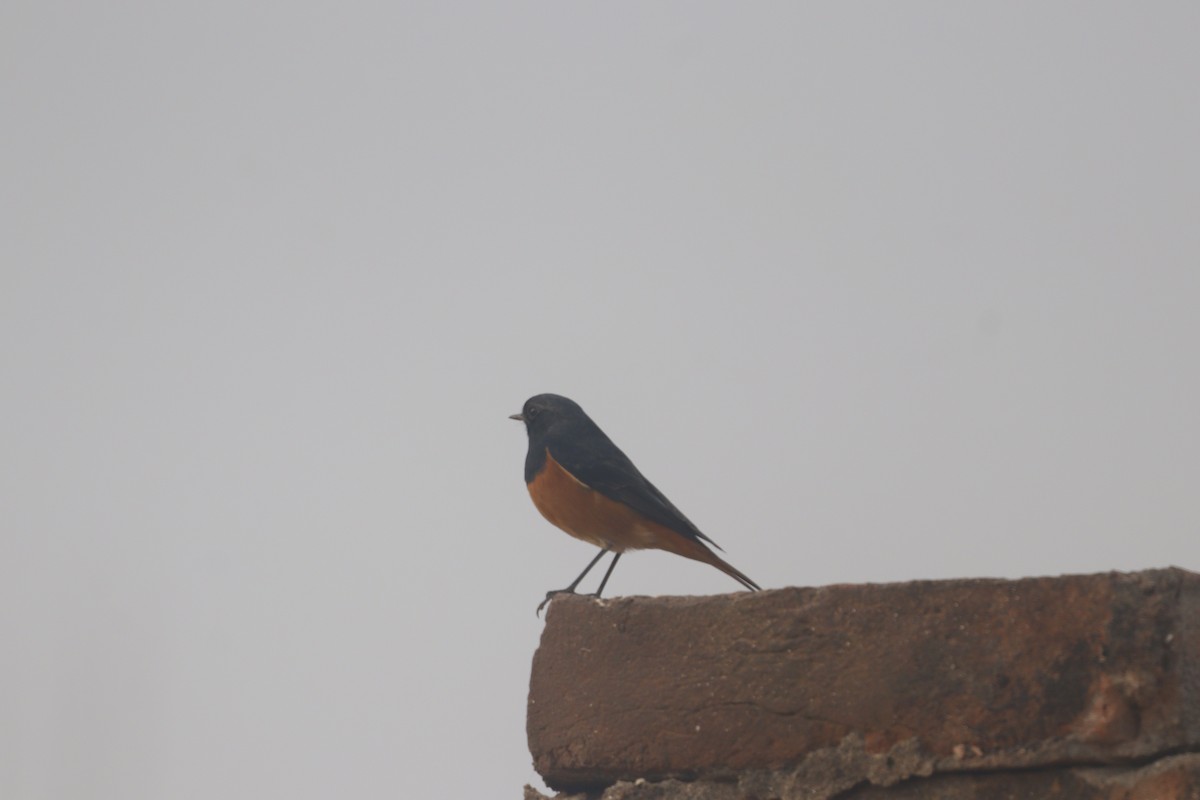 Buztangorri iluna - ML645980908