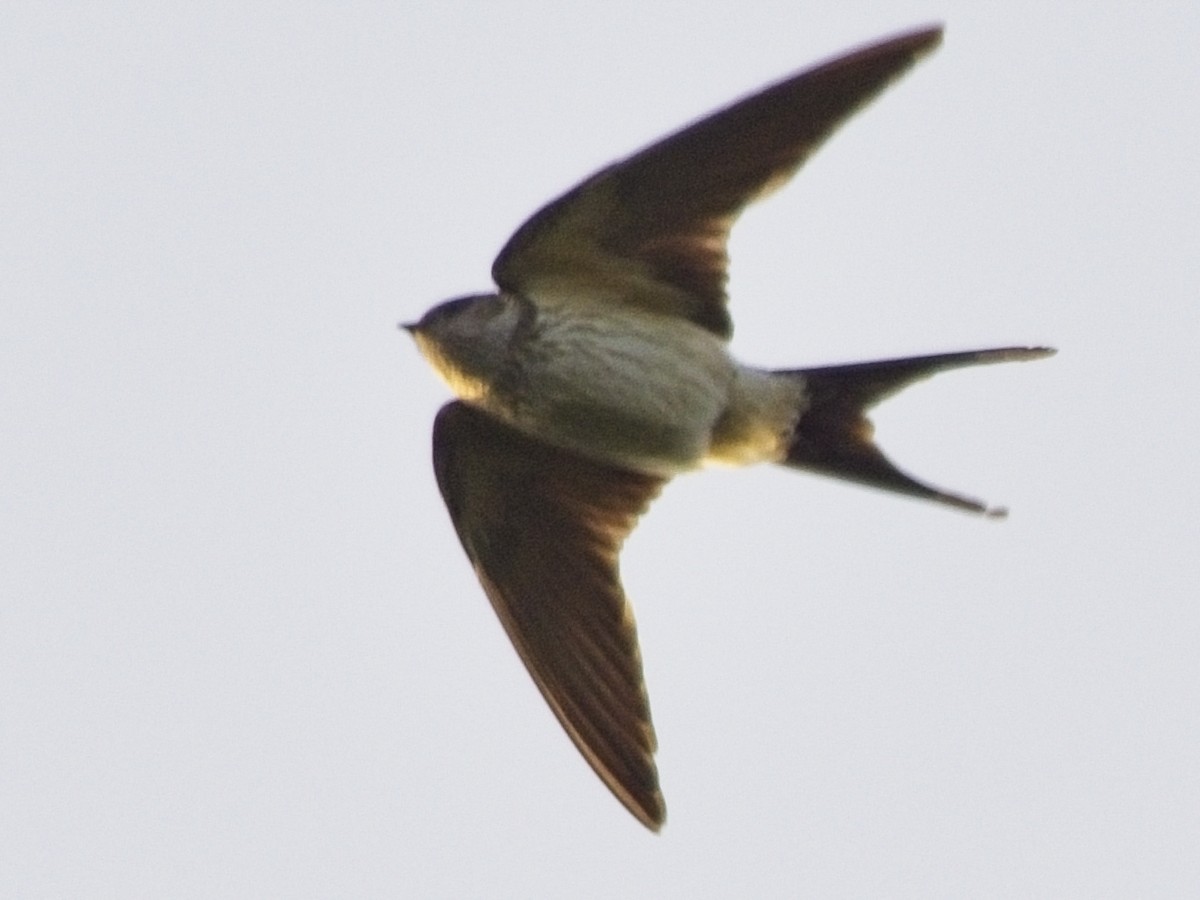 Enara ipurgorri ekialdetarra - ML645980910